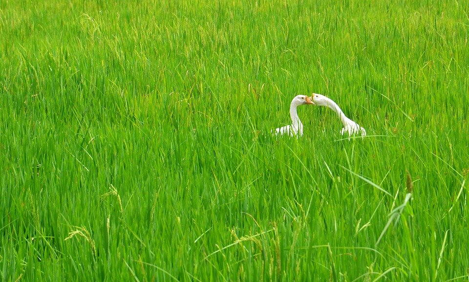 Птицы на рисовом поле, которого больше нет.