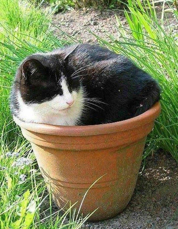 Ох, уж эти кошки