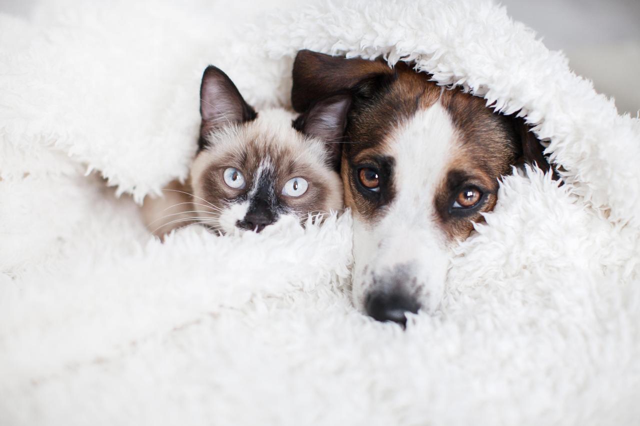 «Он не игрушка»: как объяснить ребенку, что питомца обижать нельзя может, животное, ребенок, питомцем, собака, кошка, когда, стоит, ребенка, играть, питомца, хвост, границы, только, должны, могут, можно, рычит, руками, значит