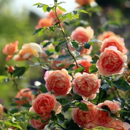 Розам нужно именно это для обильного и пышного цветения.