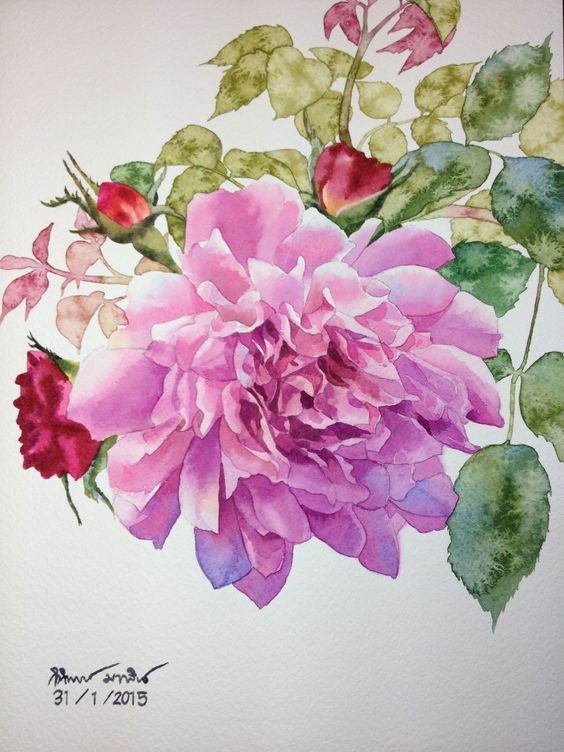 Rose Watercolor painting: