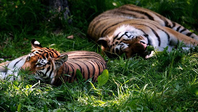 Амурские тигры в Приморском сафари-парке. Архивное фото