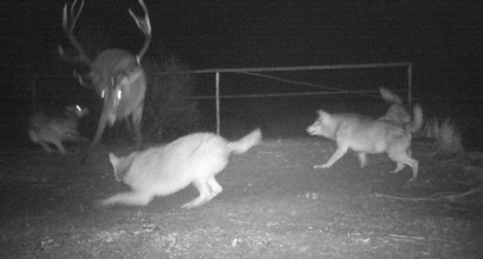 Биолог Сергей Гащак установил в чернобыльском лесу фотоловушки и показал, кто там обитает Биолог Сергей Гащак установил в чернобыльском лесу фотоловушки и показал, кто там обитает дикая природа,интересное,природа,Чернобыль