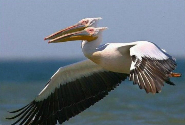 19 сумасшедших кадров, на которых замерло время 19 сумасшедших кадров, на которых замерло время