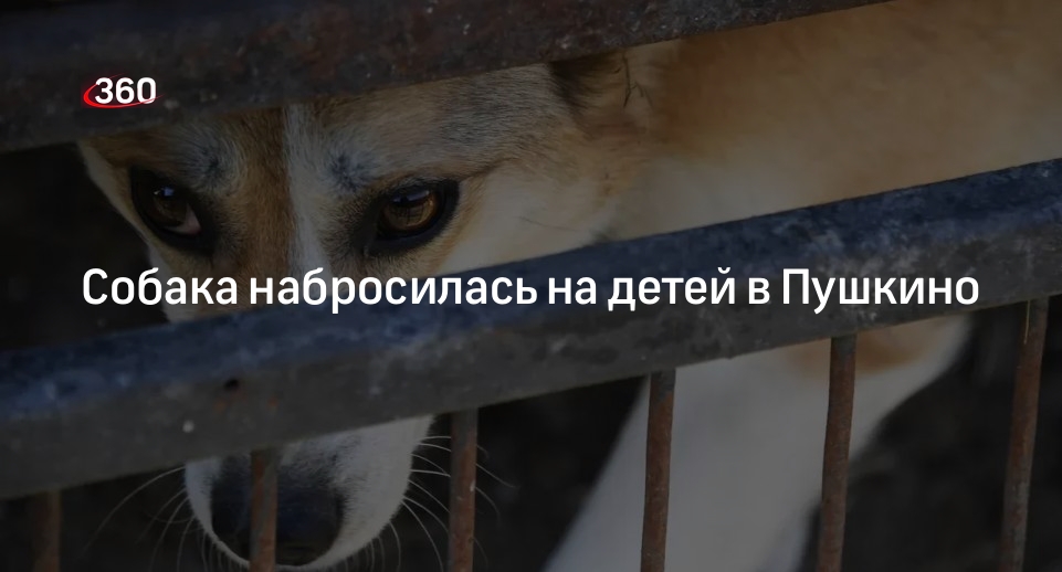 МВД: собака покусала четырехлетнюю девочку на улице в Пушкино