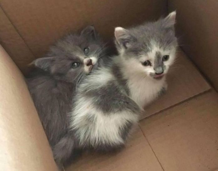 Без кота и жизнь не та