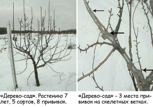 Трёхэтажные деревья - удивительные изобретения! 