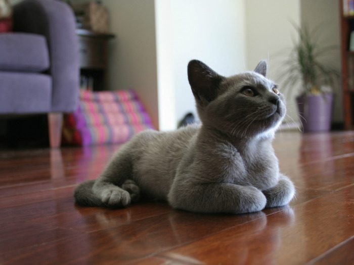 Что делать, если котик испортил вам обувь? домоводство,кошачий запах,своими руками