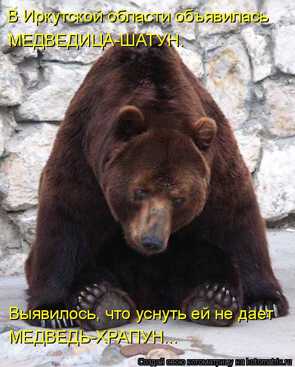 Котоматрица: В Иркутской области объявилась МЕДВЕДИЦА-ШАТУН. Выявилось, что уснуть ей не дает МЕДВЕДЬ-ХРАПУН...