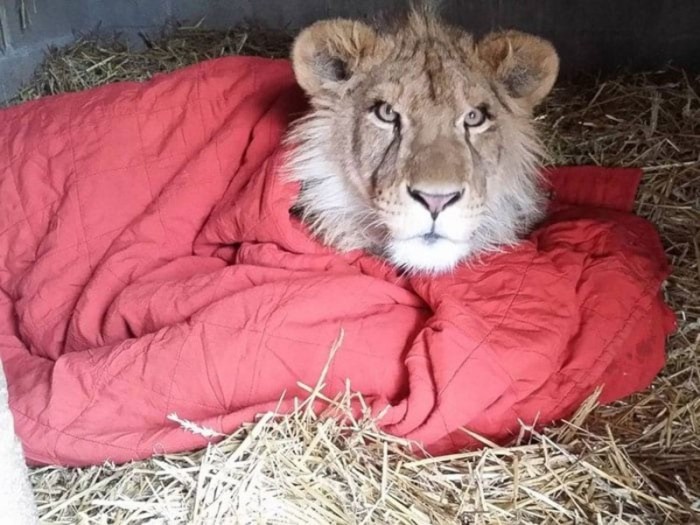 Спасенный львенок уже давно вырос, но все также не может жить без своего одеяла