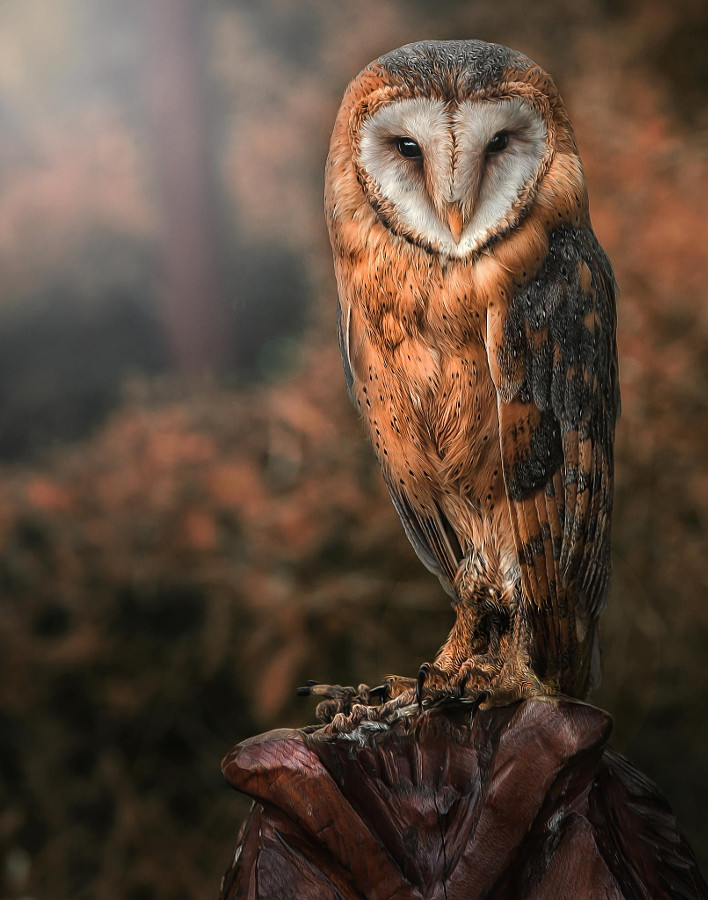 Сипуха. Автор фото: Детлеф Кнапп 500px, дикая природа, животные, красиво, фотографии