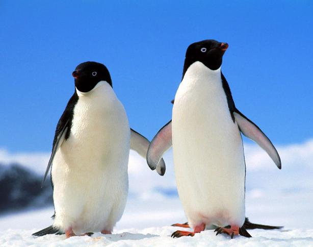 Интересные факты о пингвинах. Пингвины Антарктики: описание