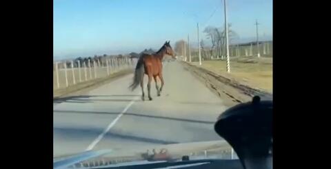 В Крымске на дороге водители повстречали одинокую лошадь ВИДЕО