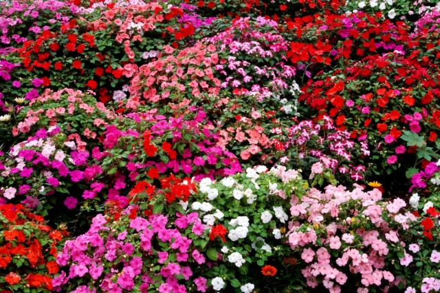 Бальзамин Уоллера (Impatiens walleriana)