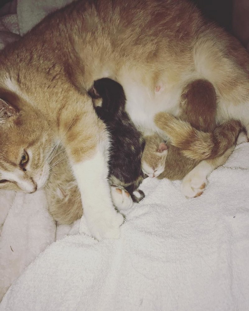 Кошка с родившимися котятами