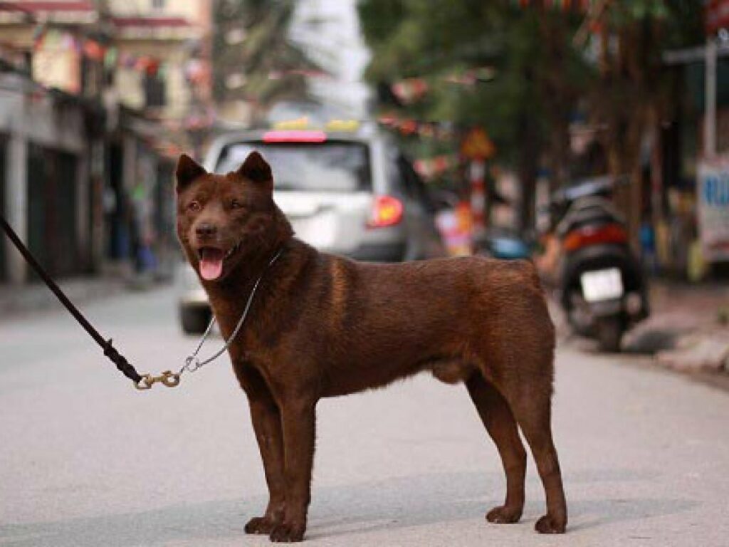 Bigpicture ru 1680715218 animals pibig info p sobaka khmongi zhivotnie instagram 63