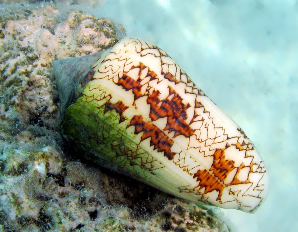 conus