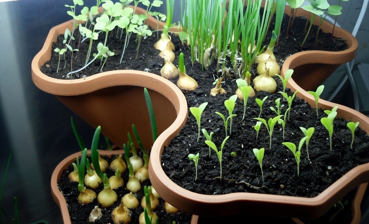 Как в домашних условиях выращивать овощи?
