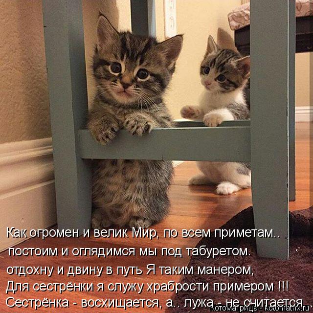 Котоматрица: Сестрёнка - восхищается, а.. лужа - не считается... Как огромен и велик Мир, по всем приметам.. постоим и оглядимся мы под табуретом. отдохну и д