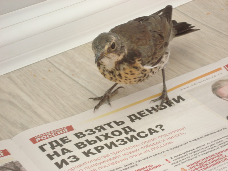 Летающий Найденыш КЕША найденыш, птенец, спасение