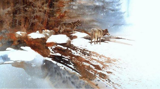 Morten-E.-Solberg.-ZHivotnyie-akvarelyu.-Volki