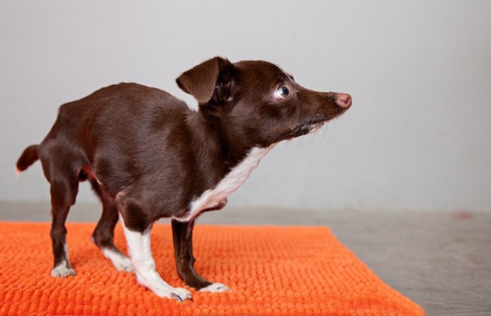 02-cletus-the-dog-710x458