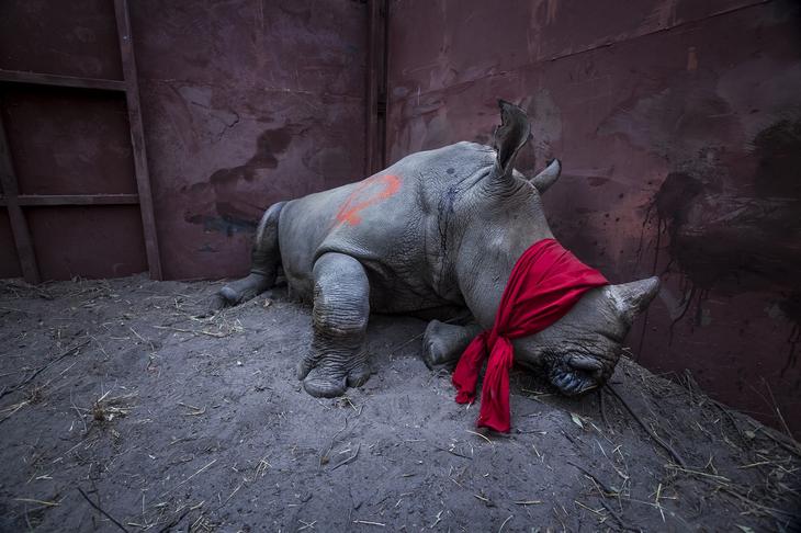 Финалисты главного конкурса фотожурналистов – World Press Photo 2018 8