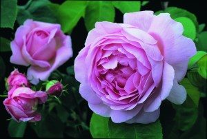 английские розы Дэвида Остина энциклопедия роз