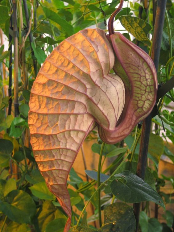 Он же - Кирказон крупноцветковый (Aristolochia grandiflora) красота, особенные, природа, растения, флора, цветы