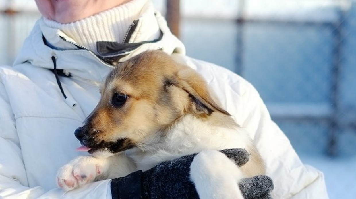 В Перми для владельцев собак готовятся ввести регистрационный сбор