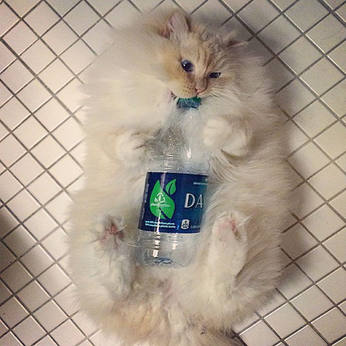 кот выглядит как пушистое облако