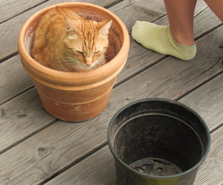 Ох, уж эти кошки