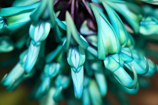 Самые редкие цветы мира: нефритовая лоза природа