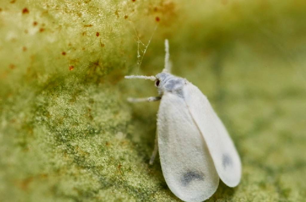 White flies. Капустная белокрылка. Земляничная белокрылка. Гусеница бабочки белокрылки. Белокрылка шерстистая.