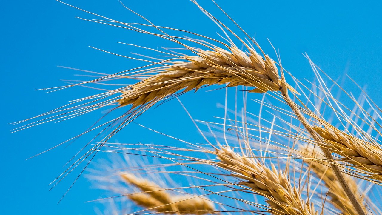 Пшеница Летом Сельское Хозяйство - Бесплатное фото на Pixabay