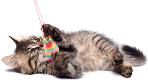 Игрушки для кошек своими руками из картона можно, сделать, игрушки, чтобы, также, трубы, кошка, будет, поэтому, время, отверстий, контейнер, положить, самостоятельно, кошки, может, игрушку, могут, такую, которыми