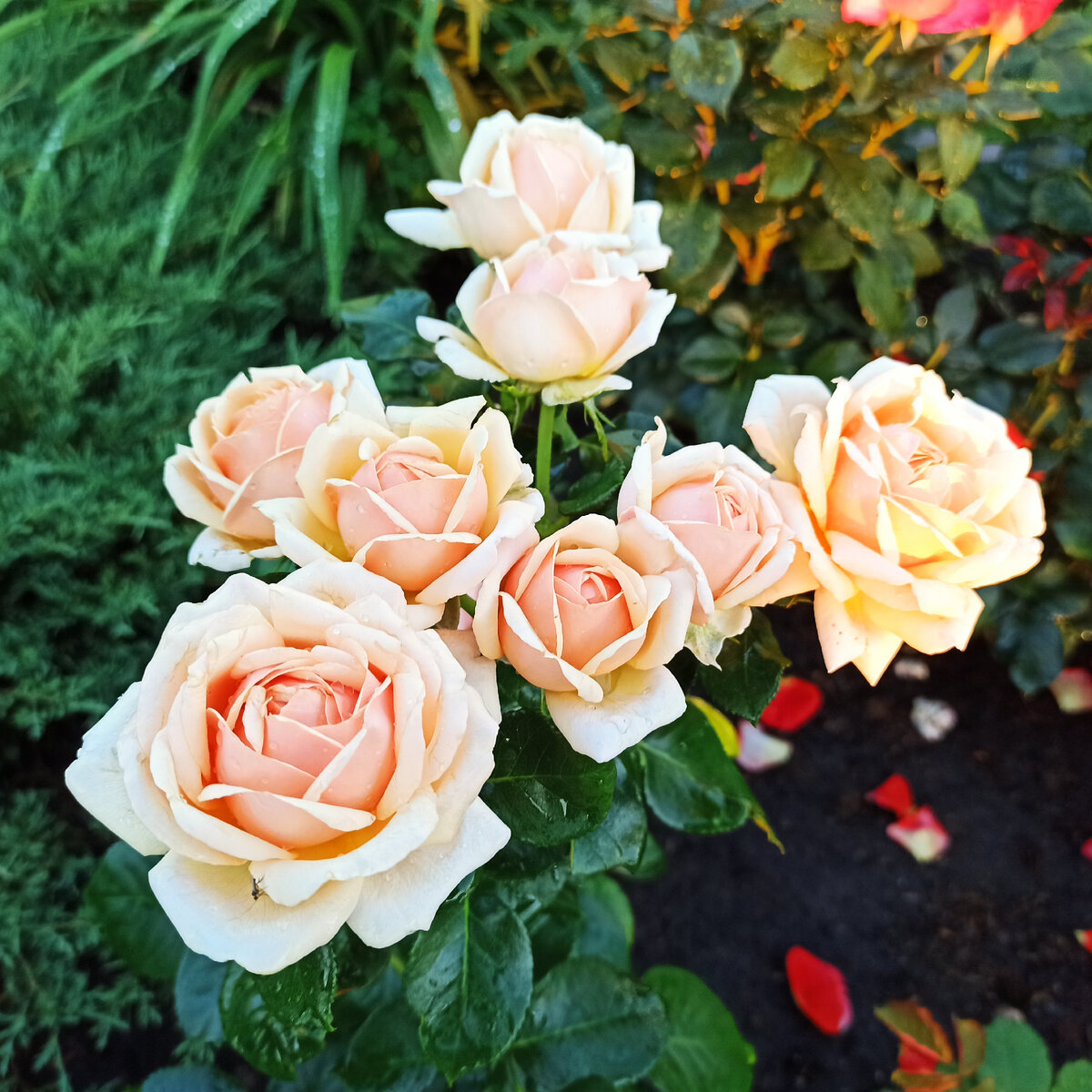Розы в саду Светланы, листайте галерею >>