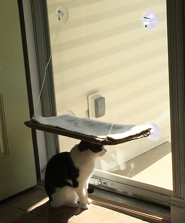 кошки и подарки которые они не поняли