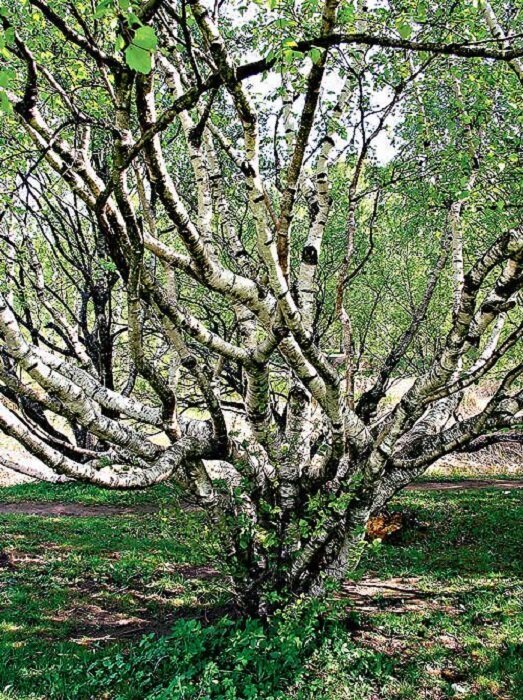В чём загадка карельской берёзы – таинственной жемчужины северных лесов карельская береза,природа,тайны и загадки,факты
