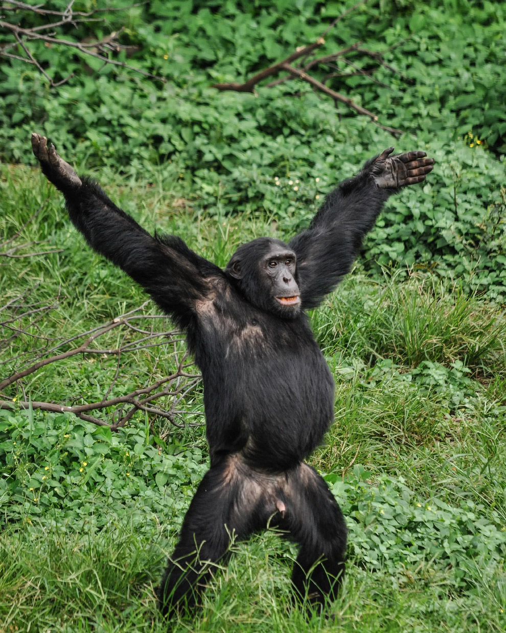 Фотографии финалистов Comedy Wildlife Photography Awards 2019