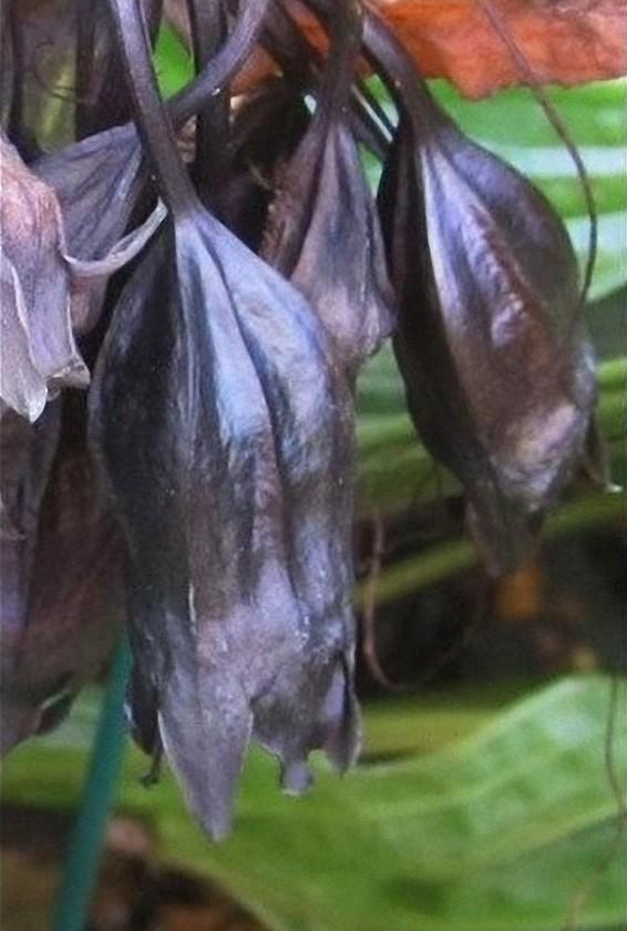 Самые жуткие растения в мире, которые растут, возможно, у вашего дома Самые жуткие растения в мире, которые растут, возможно, у вашего дома природа,растения,цветы