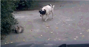 Подборка гифок Подборка гифок смешные картинки