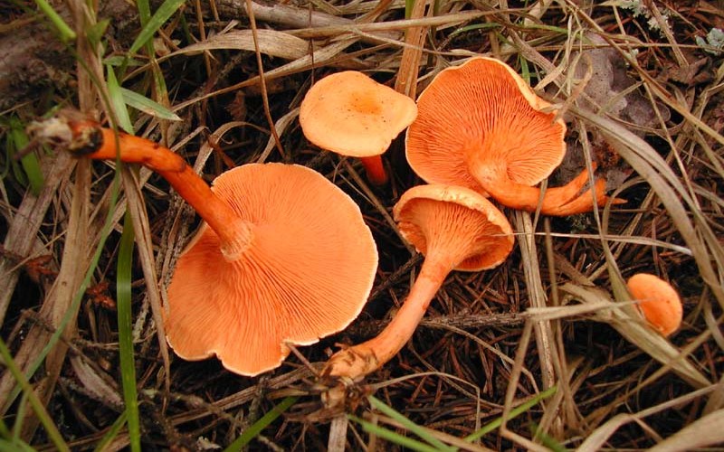 Ложная лисичка
Встречается: с июля по октябрь
Или как ее еще называют – говорушка оранжевая. Шляпка ложной лисички яркого окраса от оранжевого до медно-красного и формой напоминает воронку с гладкими краями. Пластинки ярко-красного цвета, ножка около 10 см в высоту, часто суженная к основанию. Данный вид гриба часто растет группами, реже поодиночке и всегда возле настоящих лисичек. Отличить их довольно просто: мякоть ложных лисичек имеет очень неприятный запах. Гриб считается слабоядовитым, т.е. для того чтобы избавиться от симптомов отравления достаточно сделать промывание желудка.