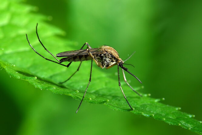 Как не допустить размножение комаров на даче: лето 2022 без укусов