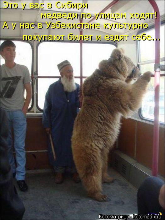 Котоматрица: Это у вас в Сибири медведи по улицам ходят! А у нас в Узбекистане культурно покупают билет и ездят себе...