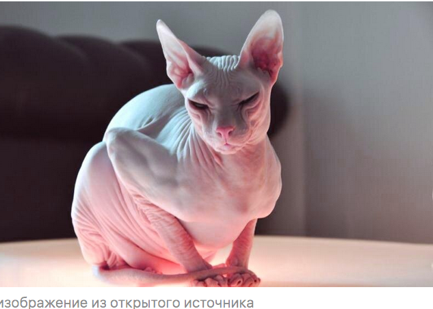 Кот для забот