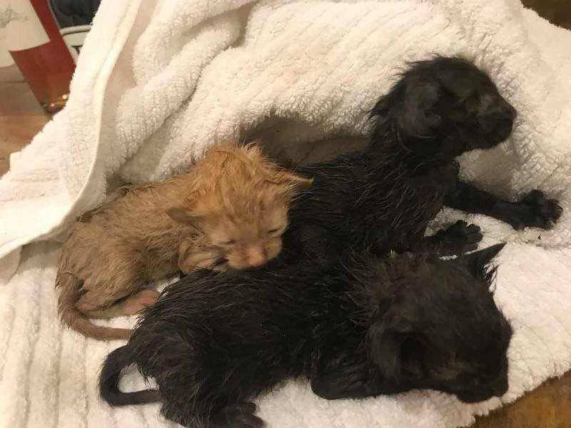 В Хьюстоне во время урагана парень спас котят и нашел их маму