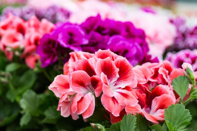 12 лучших цветущих растений для дома комнатные растения,цветоводство