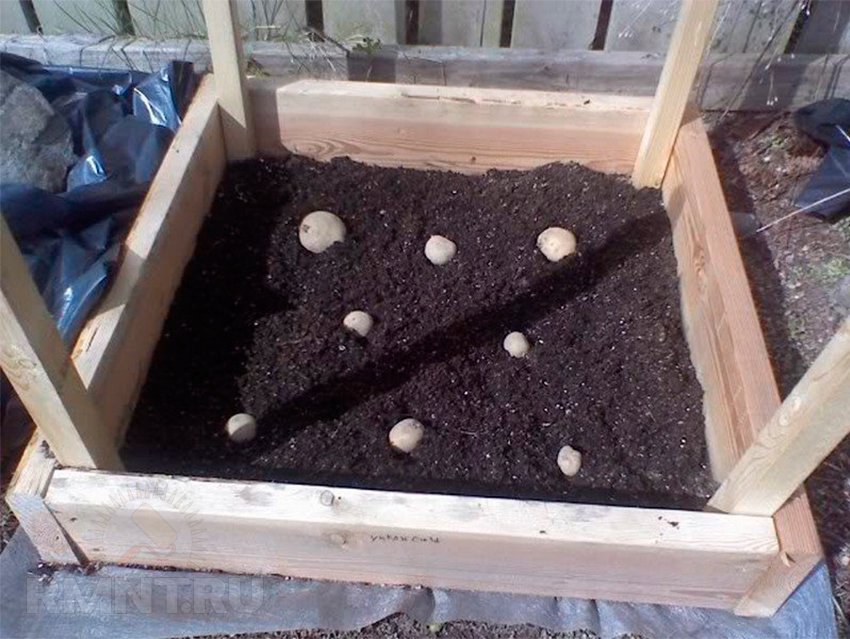 8 способов вырастить картофель, не копаясь в огороде