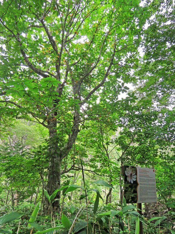 Кунашир: мыс Столбчатый Кунашир: мыс Столбчатый